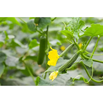 cucumber (7)-8278524-20558.webp
